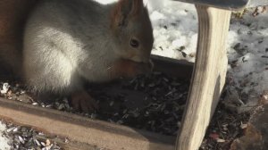 Кто это там прячется?