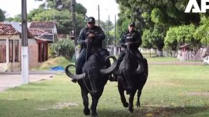 Полиция на буйволах на острове Маражо близ Амазонки 2025