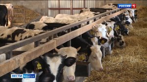 Благодаря поддержке государства, в Адыгее активно развивается животноводство