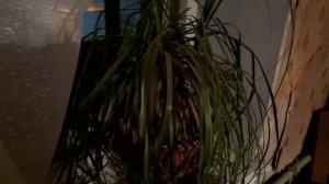 17 ноября 2025. Не удержался-взял Дюма.