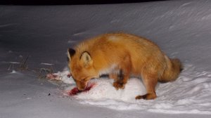 Лисичка попросила посветить....