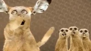 котики поют лучше звёзд 😄