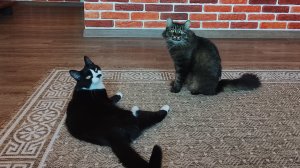 Мои кошки Муся и Нюра 😺