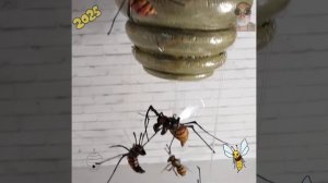 Осиное гнездо - ловец снов