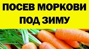 МОРКОВЬ ПОД ЗИМУ КАК САЖАТЬ