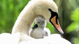 маме от Ани