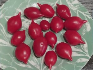 Каталог томатов - Новинок 2025 года. Часть 3. г. Киров