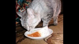 Марина Урусова. Юлия Барсиковна. Гениальная кошка