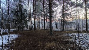 Вечер в заснеженном лесу. ч.1. Ноябрь 2025