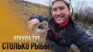 ОТКУДА ТУТ СТОЛЬКО РЫБЫ ? РЫБАЛКА НА МИКРО РЕЧКЕ