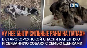 Израненную и связанную собаку с семью щенками спасли местные жители в станице Старокорсунской