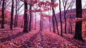 Осенний день - музыка для отдыха и медитации