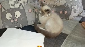 ВЛОГ 32. У нас новый член семьи, не все его хотят (( заказ батэль, наконец то снег