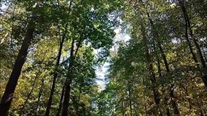 Сентябрь. Лес. Небо.