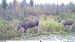 Югыд ва, лосиха с лосенком