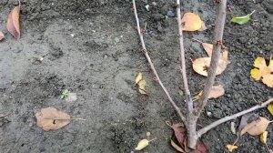 Как грамотно понижать крону больших вишен и черешен.