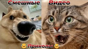 Смешные видео приколы|Юмор и Приколы.