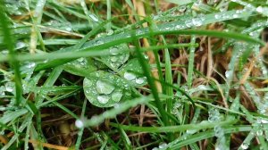 Расчищаем участок дальше