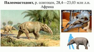 Разнообразие вымерших хоботных. палеонтолог Вадим Титов