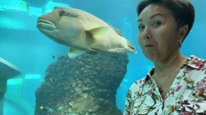 Исследую Sea World Abu Dhabi: акулы, скаты, фламинго, пингвины, морские львы...  живые эмоции