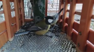 Ресторан работает ,воробьи игнорируют.