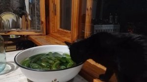 Охота на огурцы!