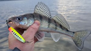 Осенняя РЫБАЛКА НА СУДАКА И БЕРША В ОТВЕС С ЛОДКИ. Ловля рыбы на блесну с тюлькой.