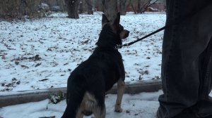 НОВЫЕ ПРАВИЛА СОДЕРЖАНИЯ ЖИВОТНЫХ