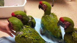 Большой солдатский ара (Ara ambiguus) - птенцы выкормыши из питомника