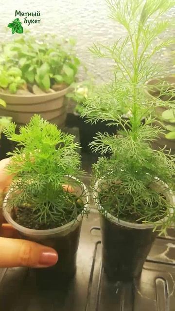 Полынь Кока-Кола дома