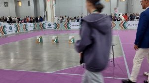 Ринг левреток, Евразия, 2ой день, судья в ринге Педро Биспо (Португалия). Москва 2025 год.