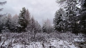 Вечер в заснеженном лесу. ч.3. Ноябрь 2025