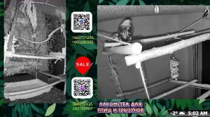 Волнистые попугаи 🦜🦜🦜 | авиарий на балконе📍