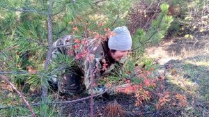 Ползком за маслятами