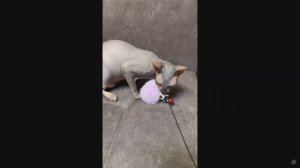 Донской сфинкс на 31-й выставке кошек PCA 15-16 ноября 2025г