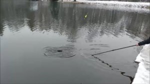 Форель продолжает держаться выше среднего горизонта. Клёвое место, Лосиный остров, нижний водоём.