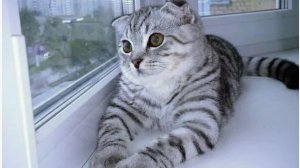 Мой вислоухий друг. Текст и монтаж Татьяны Пантелеевой.