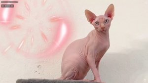 Канадские сфинксы на 31-й выставке кошек PCA 15-16 ноября 2025г часть 2