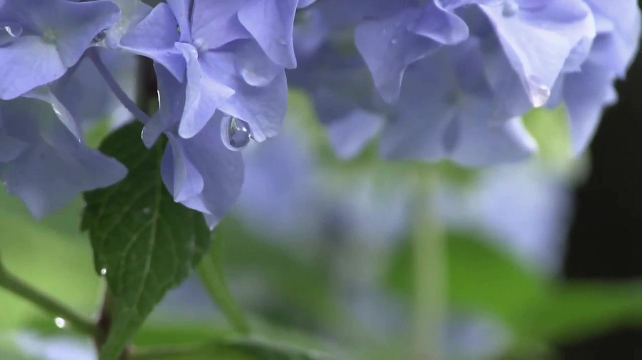 Ференц Лист - «Грезы любви»- Ferenc Liszt смотреть онлайн