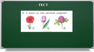 Комнатные   растения