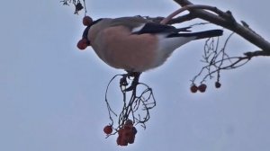 КРОВАВАЯ РЯБИНА