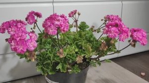 ЛЬЮ в ГЕРАНЬ ЗИМОЙ и даже слабый цветок вмиг ЗАЦВЕТЕТ, благоприятные условия для цветения герани