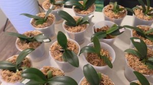 ОрхоШОК!!! Подводим итоги эксперимента с Аминосил.