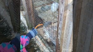 Кристина на ферме