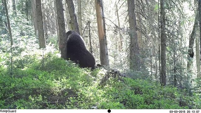 Югыд ва, Медведь