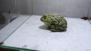 Лягушка-бык как лучшее средство от тараканов