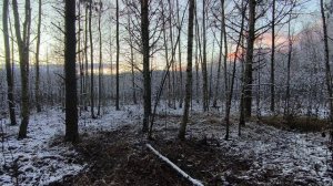 Вечер в заснеженном лесу. Ноябрь 2025