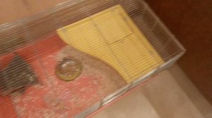 у моего друга родились хомячки