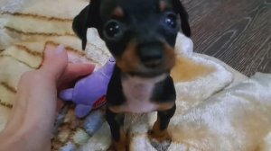 Как в нашем доме появились мои любимые девчата))) Сегодня им 2 года!!!🎉🎉🎉