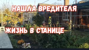 #125🏡Нашла вредителя/Приобулась)Новые ботиночки/Обработала розы/Вареники с творогом
